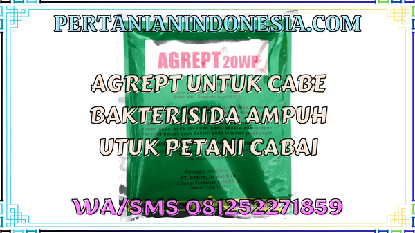 Agrept Untuk Cabe Bakterisida Ampuh Untuk Petani Cabai